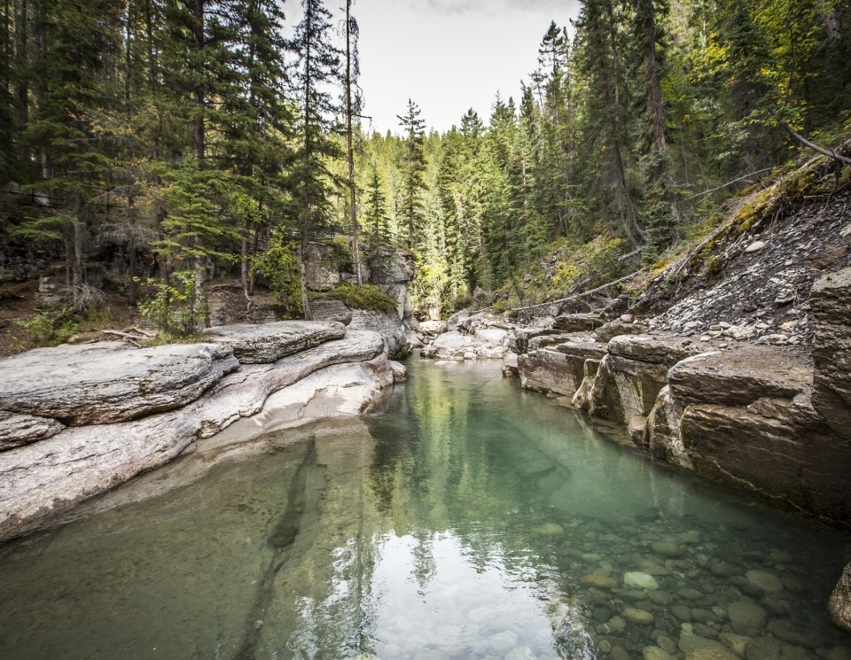 Forest in Jasper, Alberta