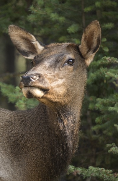 Elk with forest in background