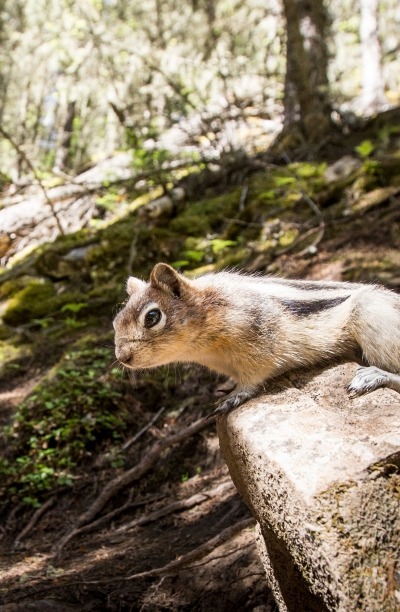 Up close show of a squirrel on a walking trail.