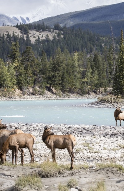 Wildlife in Jasper.