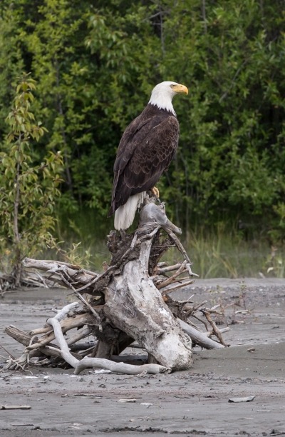 Bald Eagle perched on a log.