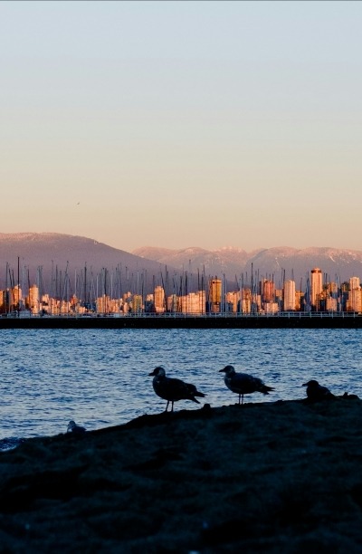Seagulls at Jericho Beach, Vancouver